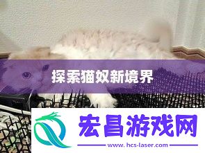 探索猫奴的新境界猫德输出手法循环图
