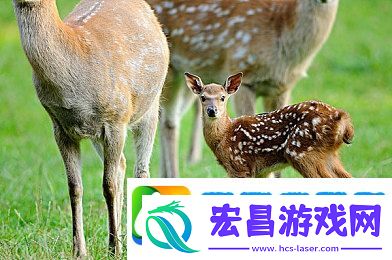 你弄得人家里都是水好大｜防水奇兵