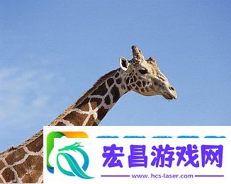 69乐园的成功经验分享