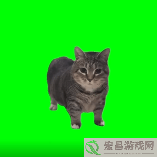 猫猫的奇幻漂流导演应中国粉丝要求制作了魔性旋转猫