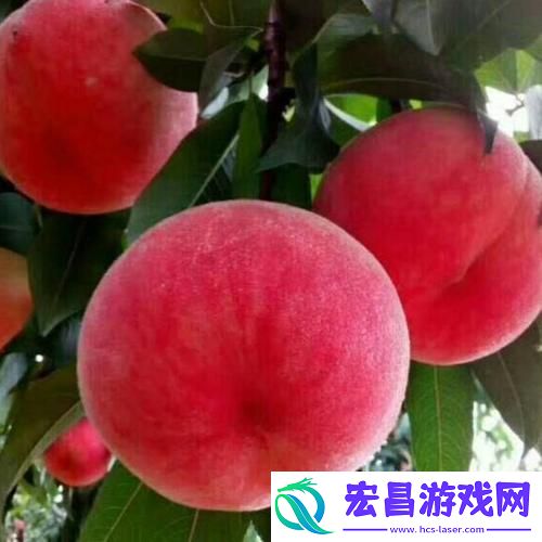 红桃精品