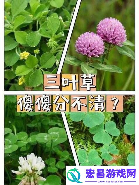 深入探讨成品人和精品人的区别四叶草