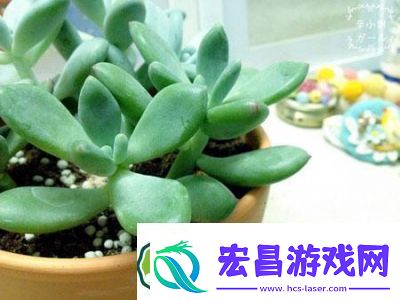 皇家共享小公主多肉怎么养