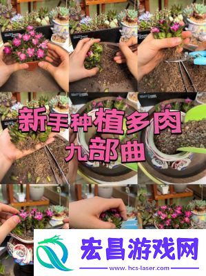 皇家共享小公主多肉怎么养