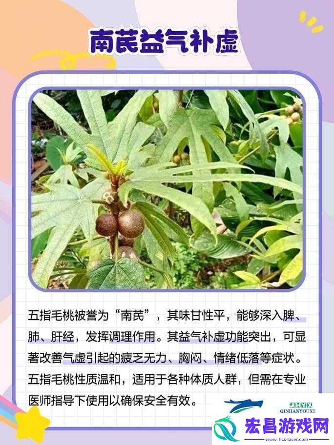 五指毛桃有什么作用