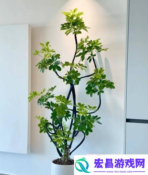 女性坐着扦插BB有什么好处探索这项生活艺术的益处