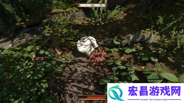 颠茄和四叶重楼草药采集点分享