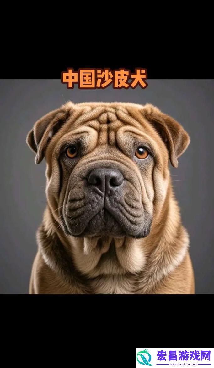 用户