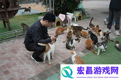 永恒之塔携手玩家登陆“上海猫岛”参与公益项目关爱社区流浪猫