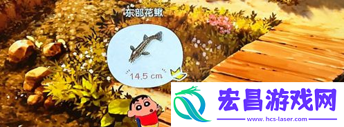 东部花鳅获取方法