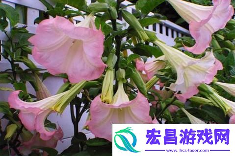 揭秘曼陀罗花的神秘使用效果