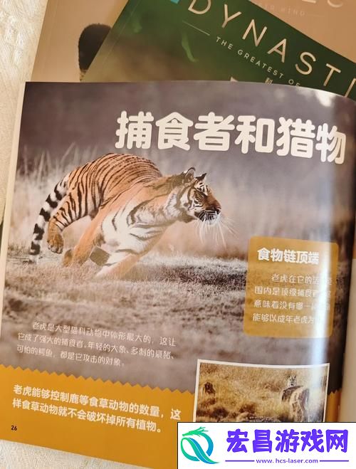 与虎共舞的冒险之旅——深入探索老虎宠物魅力
