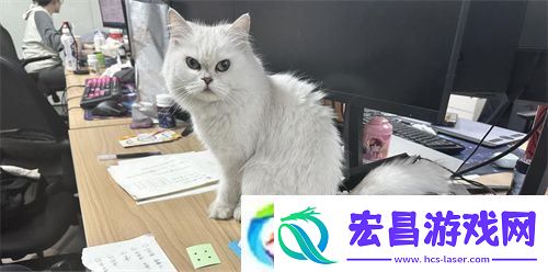 专访喵吉托工作室
