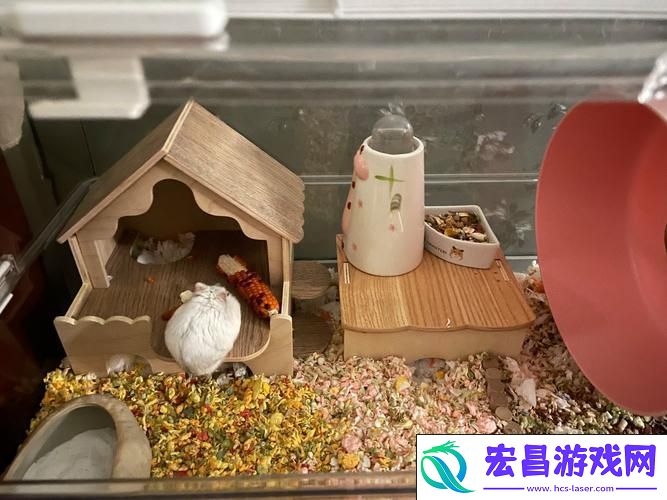 打造你的温馨萌宠乐园