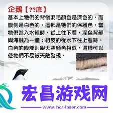 企鹅黑白两色的配色有何作用